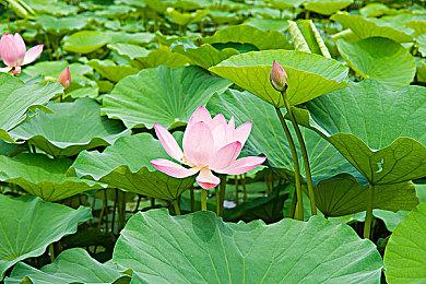 《神秘海域：盗贼遗产合集》Steam在线峰值仅1万出头